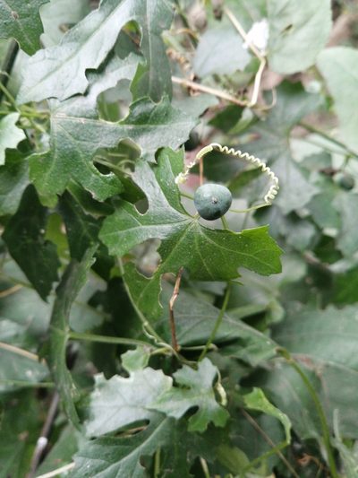 Zehneria parvifolia, photographed by Mmatjie Mashao