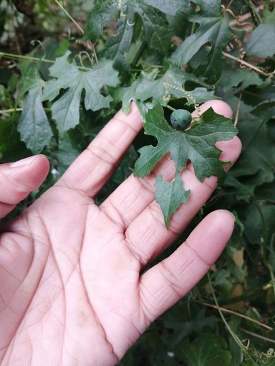 Zehneria parvifolia, photographed by Mmatjie Mashao