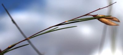 Aspalathus pendula, photographed by Tony Rebelo