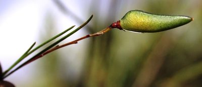 Aspalathus pendula, photographed by Tony Rebelo