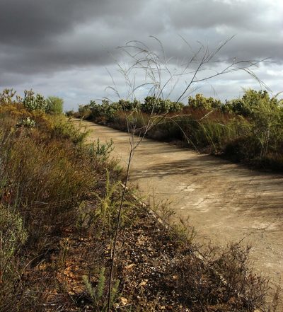 Aspalathus pendula, photographed by Tony Rebelo