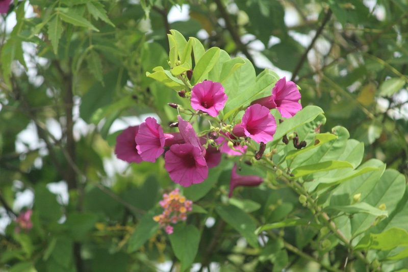 Argyreia cuneata, photographed by Haneesh K M