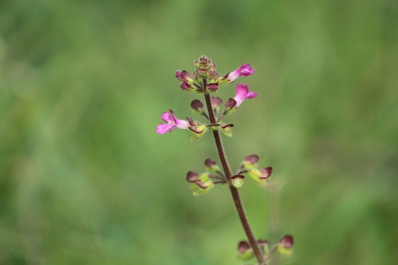 Endostemon viscosus, photographed by Haneesh K M