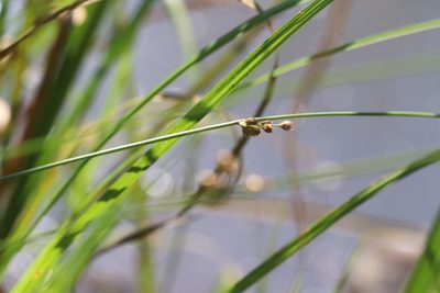 Juncus filiformis, photographed by Nina Filippova