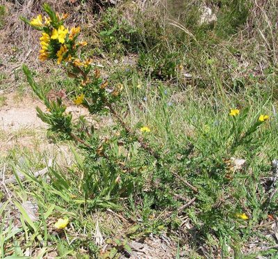 Genista berberidea, photographed by José Luis Camaño