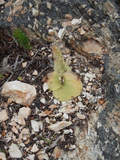 Holothrix schlechteriana, photographed by Nicola van Berkel