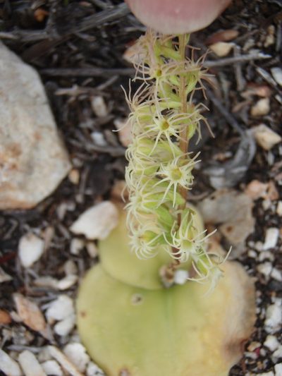 Holothrix schlechteriana, photographed by Nicola van Berkel
