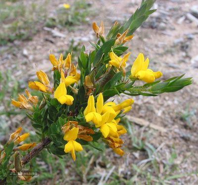 Genista berberidea, photographed by José Luis Camaño