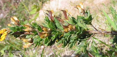 Genista berberidea, photographed by José Luis Camaño