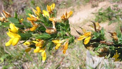 Genista berberidea, photographed by José Luis Camaño
