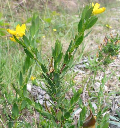 Genista berberidea, photographed by José Luis Camaño
