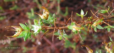 Genista berberidea, photographed by José Luis Camaño