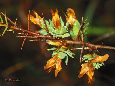 Genista berberidea, photographed by José Luis Camaño