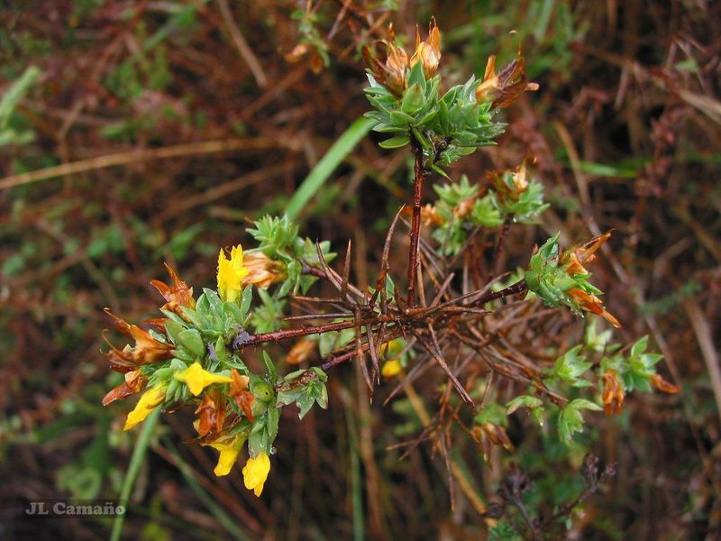 Genista berberidea, photographed by José Luis Camaño