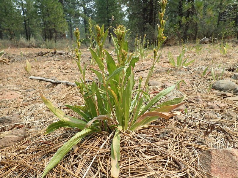 Pyrrocoma lucida, photographed by Scott Yarger