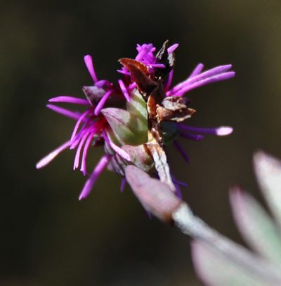 Erepsia saturata, photographed by Tony Rebelo
