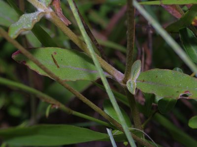 Froelichia floridana, photographed by Michelle W. （鍾偉瑋）
