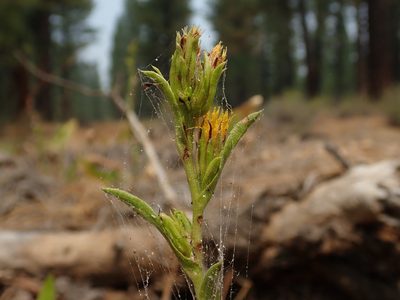 Pyrrocoma lucida, photographed by Scott Yarger