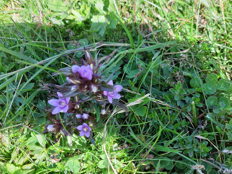 Gentianella ramosa, photographed by marcosaggioro