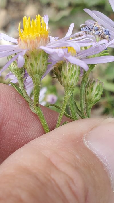 Symphyotrichum ascendens, photographed by Craig Martin