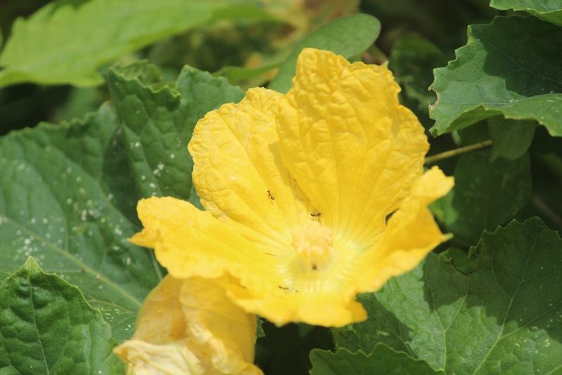 Benincasa hispida, photographed by Haneesh K M