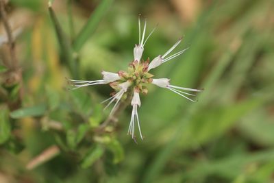 Orthosiphon aristatus, photographed by Haneesh K M