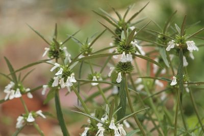 Leucas aspera, photographed by Haneesh K M