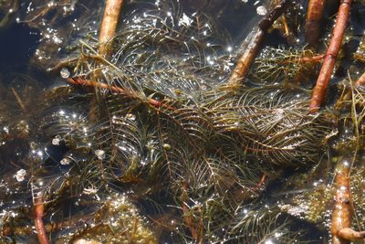 Myriophyllum sibiricum, photographed by Nina Filippova