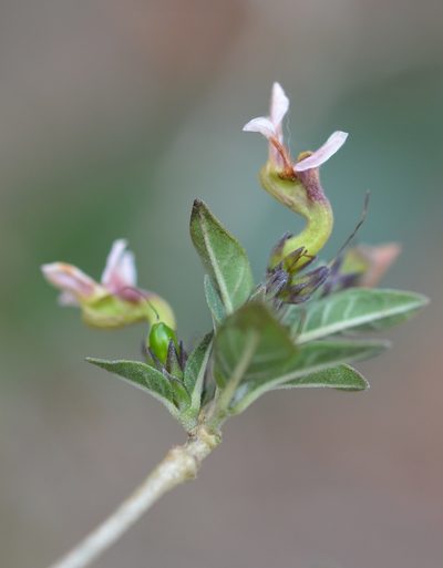 Holographis parayana, photographed by Neptalí Ramírez Marcial