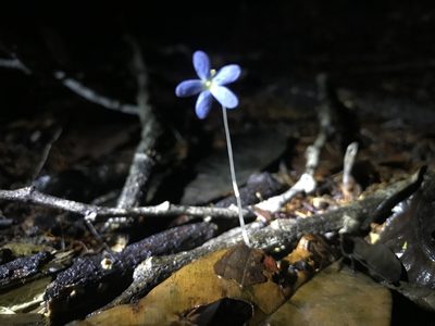 Voyria tenella, photographed by fern Wildtruth