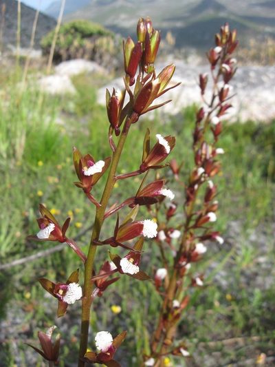 Eulophia lamellata, photographed by Caroline Voget
