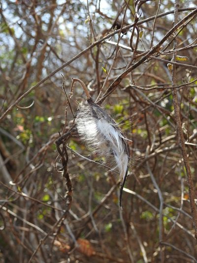 Tutunakanthus velutinoides, photographed by Neptalí Ramírez Marcial