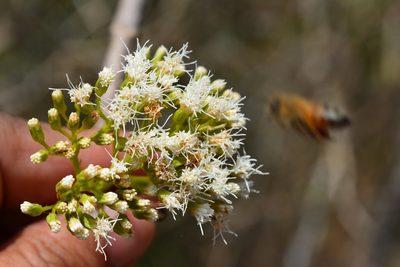 Pachythamnus crassirameus, photographed by Neptalí Ramírez Marcial