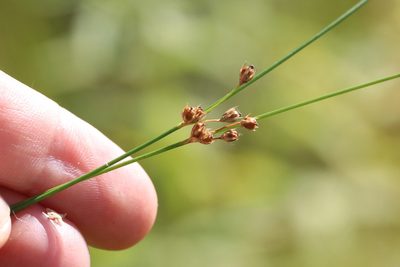Juncus filiformis, photographed by Nina Filippova