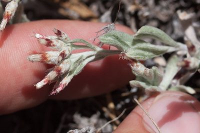 Antennaria geyeri, photographed by Ken-ichi Ueda