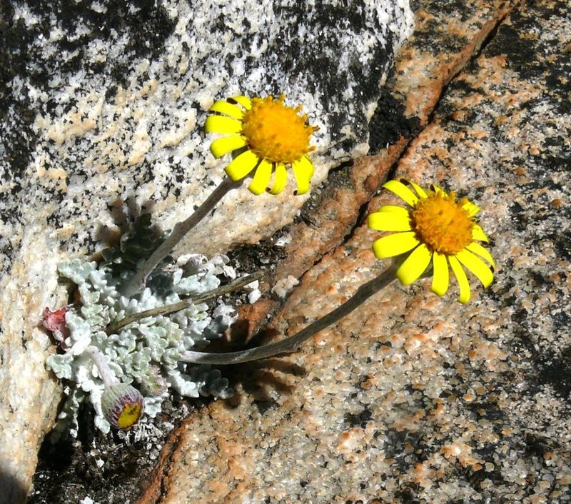 Senecio albifolius, photographed by Tony Rebelo