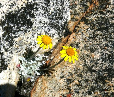 Senecio albifolius, photographed by Tony Rebelo