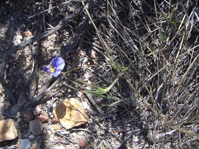 Lotononis filiformis, photographed by Di Turner
