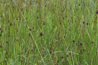Juncus conglomeratus, photographed by Марина Садыкова