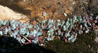 Curio repens, photographed by Tony Rebelo