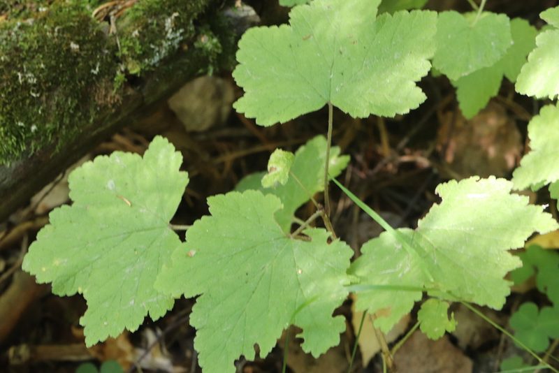 Ribes spicatum, photographed by Nina Filippova