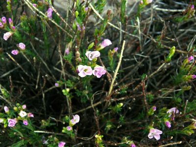 Heliophila cedarbergensis, photographed by Tony Rebelo
