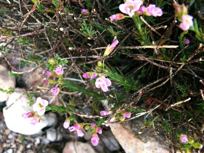 Heliophila cedarbergensis, photographed by Tony Rebelo