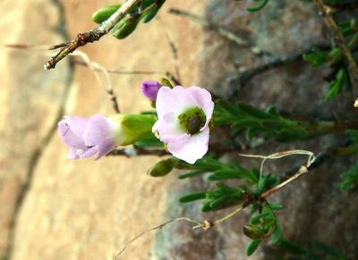 Heliophila cedarbergensis, photographed by Tony Rebelo