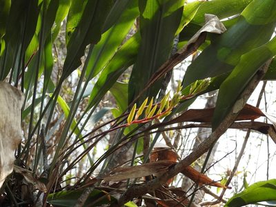 Pitcairnia chiapensis, photographed by Neptalí Ramírez Marcial