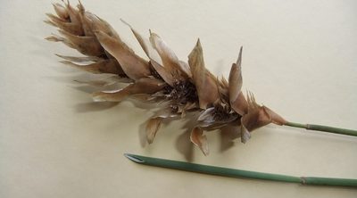 Elegia fistulosa, photographed by Di Turner