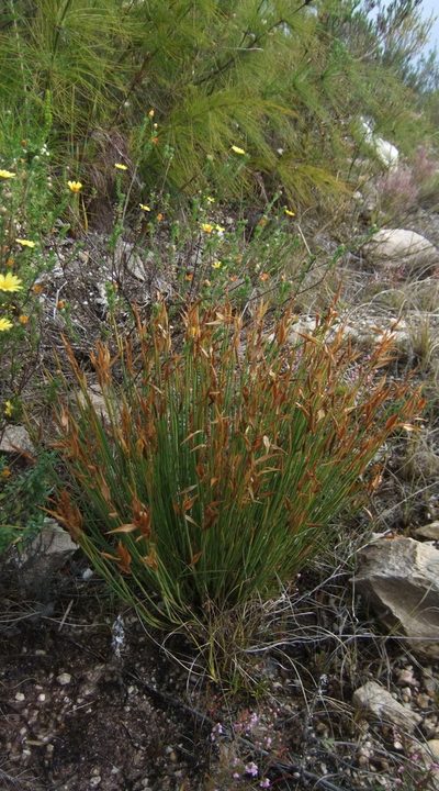 Elegia neesii, photographed by Di Turner