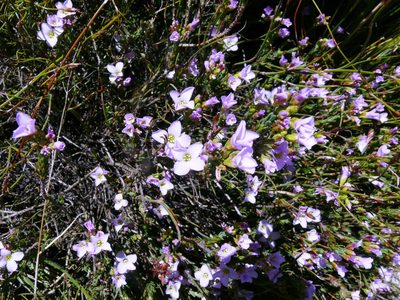 Heliophila cedarbergensis, photographed by Tony Rebelo