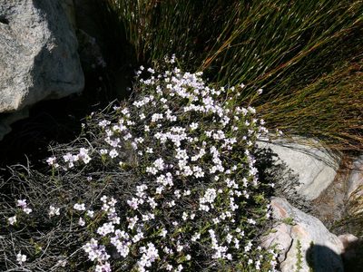 Heliophila cedarbergensis, photographed by Tony Rebelo