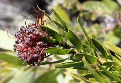 Leucospermum vestitum, photographed by Tony Rebelo